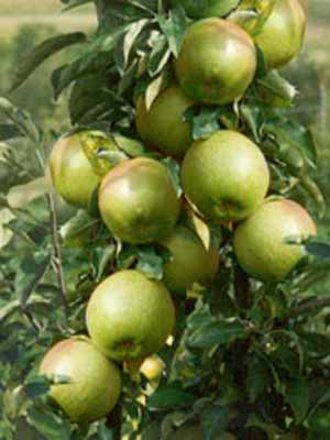granny_smith_3j Äpfel am Ast Granny Smith