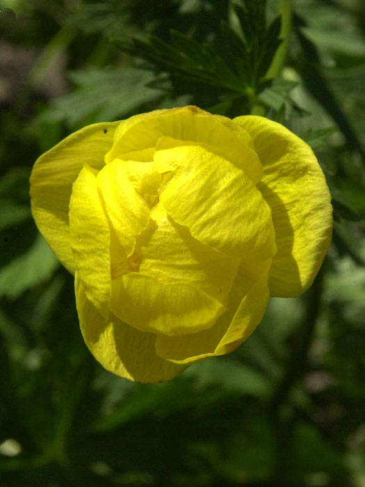 trollius-europaeus Trollius europaeus, Europäische Trollblume