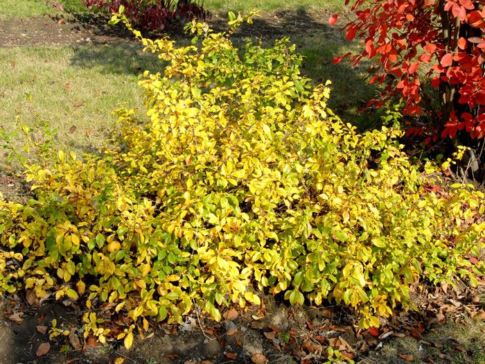 crimson-and-king Die Zierquitte im Herbst
