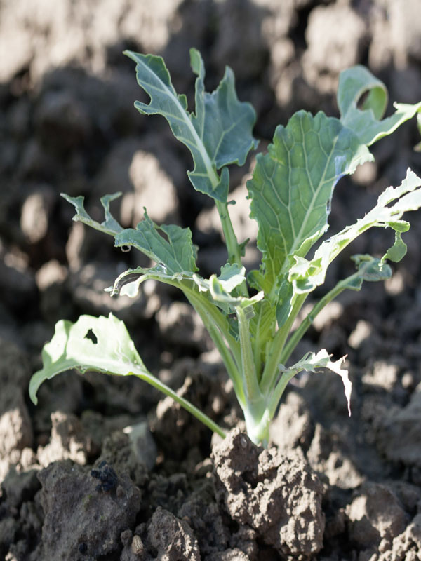 Schneckenfraß an einer Pflanze Schneckenfraß an einer Pflanze