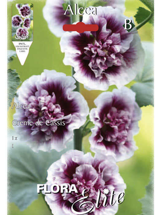 stockrose-creme-de-cassis Stockrose 'Creme de Cassis', Alcea (Art.Nr. 520718)