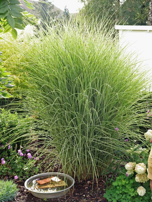 Miscanthus Morning Light Wuchs