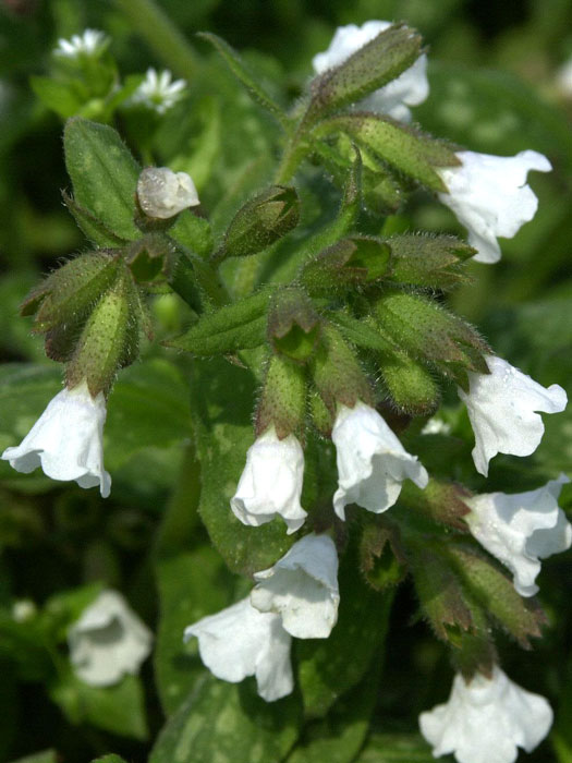 pulmonaria-sissinghurst-white Pulmonaria officinalis 'Sissinghurst White', Weißes geflecktes Lungenkraut