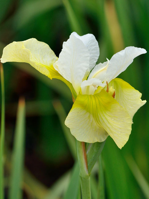 iris-butter-and-sugar Iris sibirica 'Butter and Sugar', Wiesen-Schwertlilie, Wiesen-Iris
