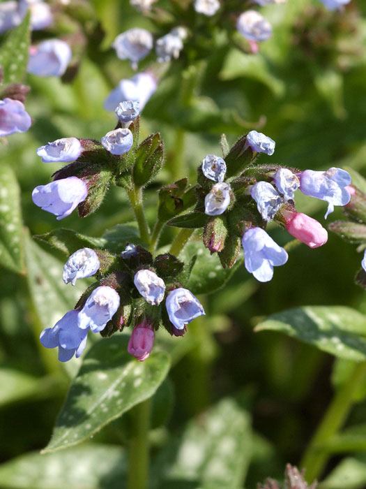 pulmonaria-opal Pulmonaria saccharata 'Opal', Geflecktes Lungenkraut