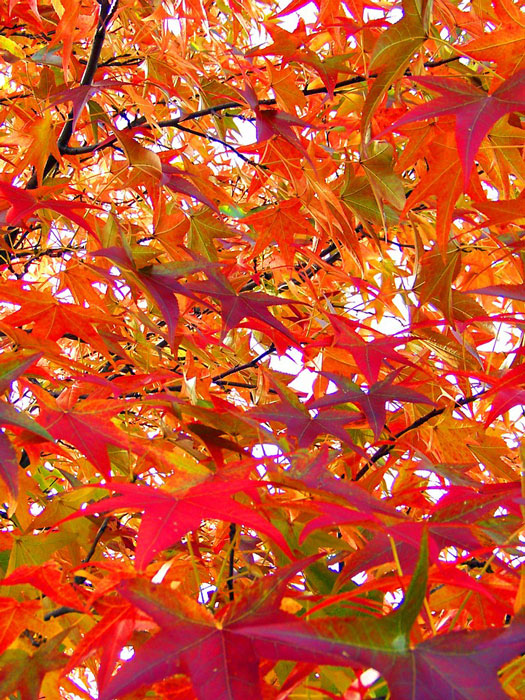 amberbaum-herbst Amberbaum Herbst