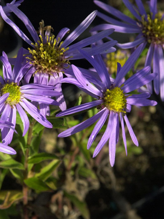 aster-wunder-von-staefa Aster frikartii 'Wunder von Stäfa', Berg-Aster, Sommer-Aster
