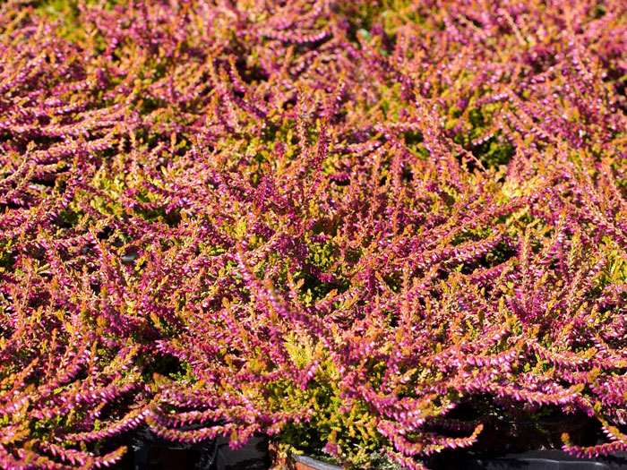 calluna-bonita Die Knospenheide 'Bonita' in der Baumschulproduktion