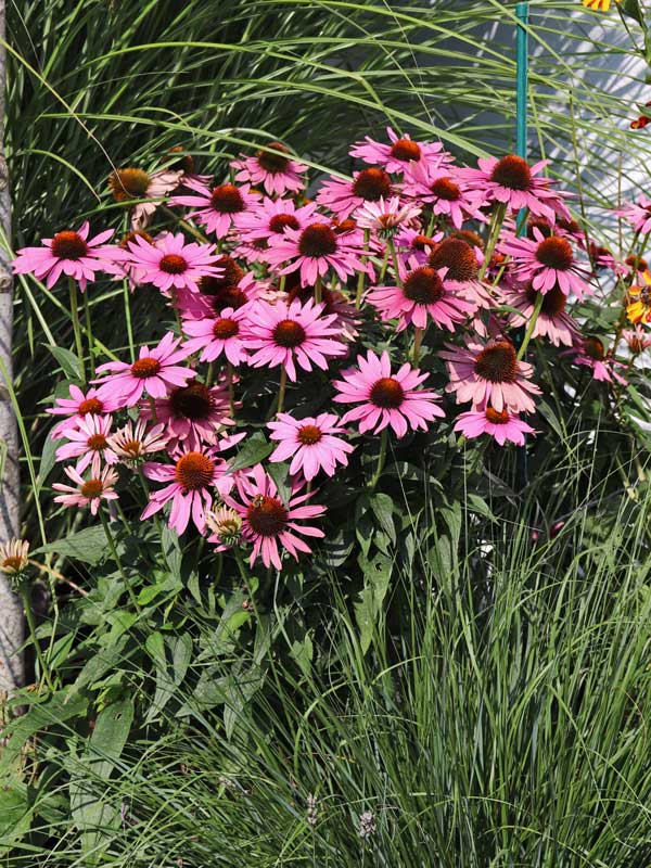 Wuchs der Echinacea purpurea