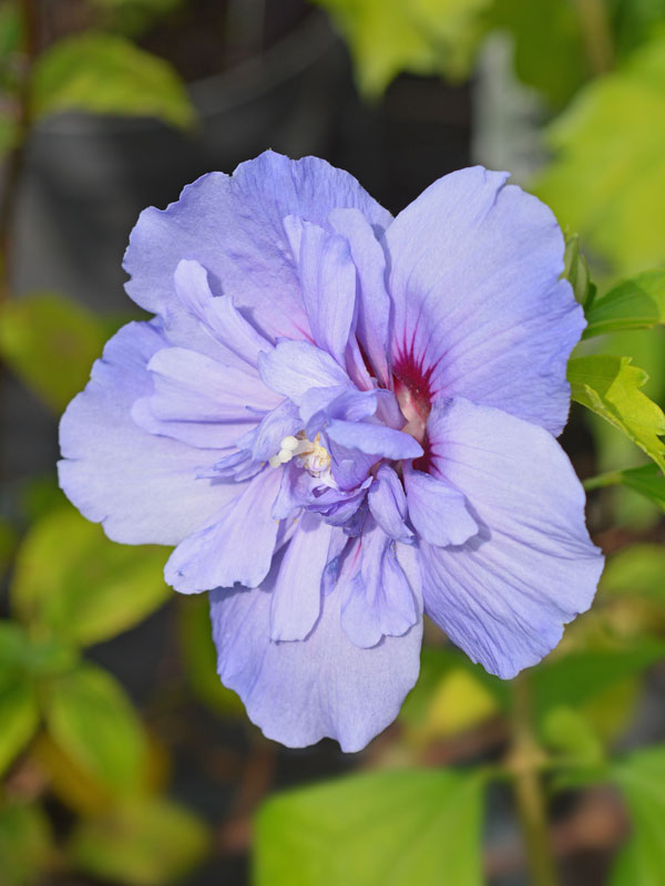 Nahaufnahme einer Bluete eines Hibiskus Blue Chiffon