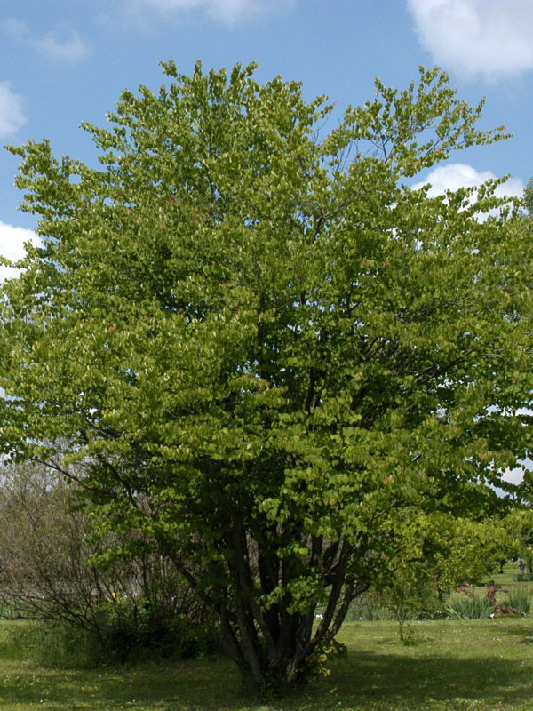 kuchenbaum Cercidiphyllum japonicum, Kuchenbaum