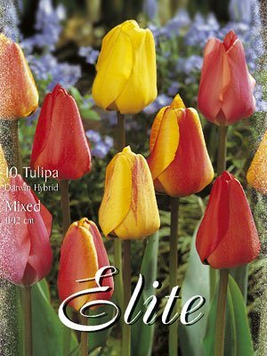 tulipa_darwin_hybrid_mix Darwin-Hybrid-Tulpen-Prachtmischung (Art.Nr. 595320)