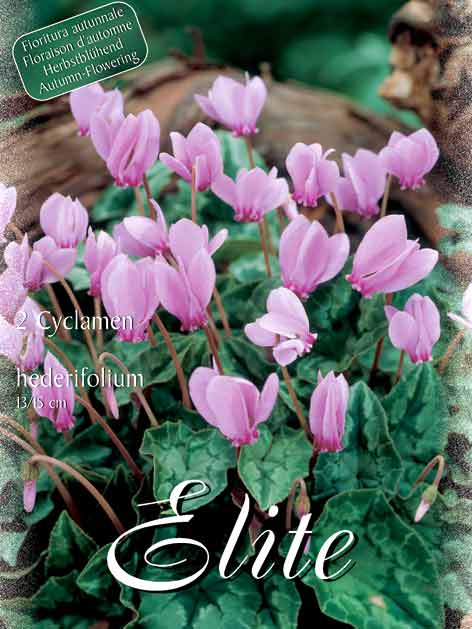 cyclamen_hederifol Herbstblühendes Alpenveilchen, Cyclamen hederifolium (Art.Nr. 521094)