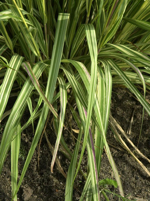 molinia-variegata-blatt Molinia caerulea 'Variegata', Weißbuntes Moor-Pfeifengras