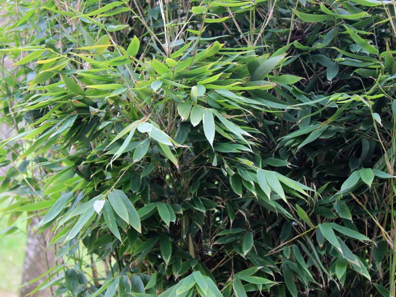 Blauer Drachenschuppenbambus Blue Lizard im Portraet