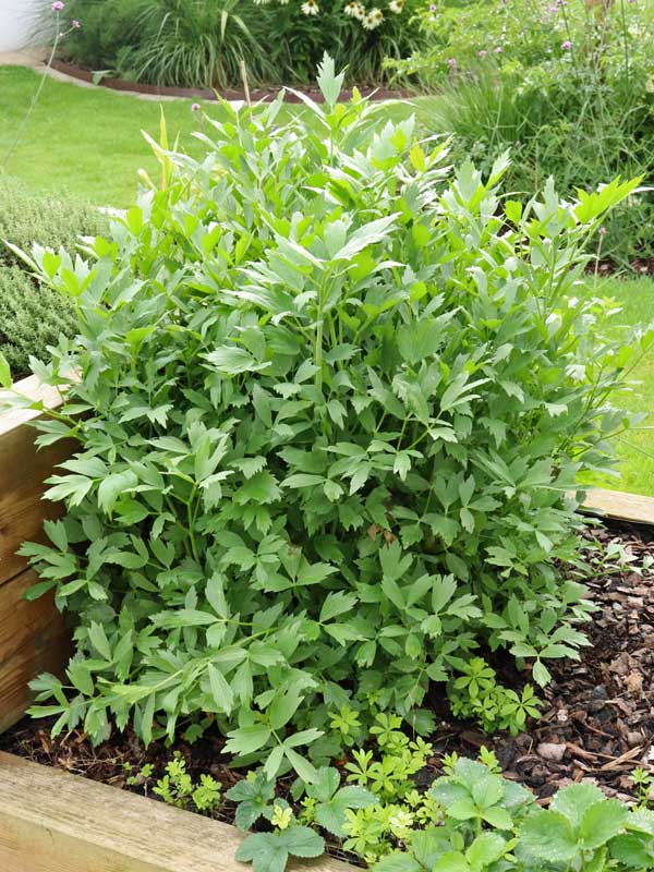 Liebstöckel im Hochbeet Liebstoeckel im Hochbeet