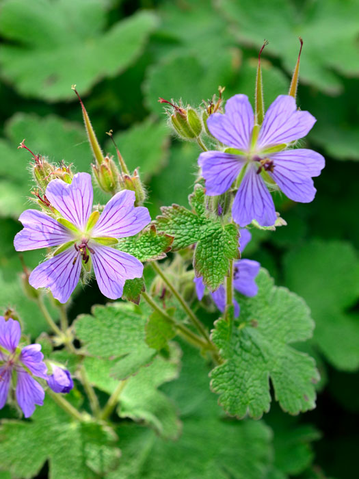 geranium-philippe-vapelle Geranium renardii 'Philippe Vapelle', Kaukasus-Storchschnabel