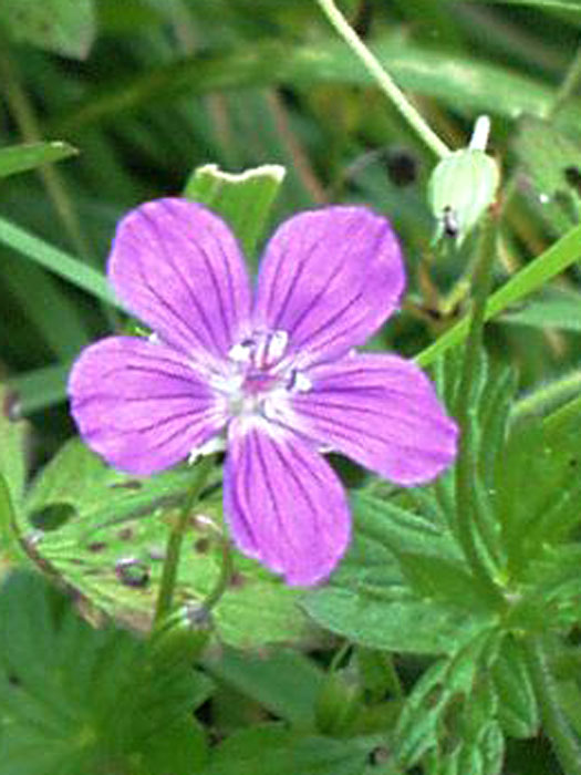geranium-pratense Einzelblüte des Wiesen-Storchschnabels