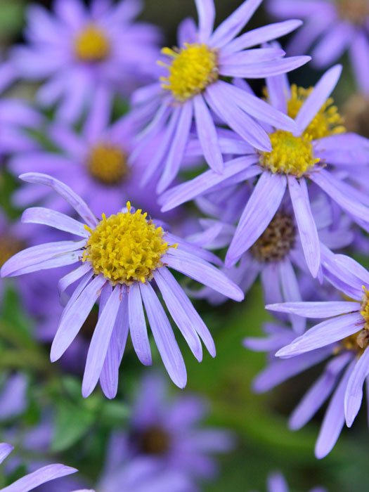 aster-bluetendecke Aster amellus 'Blütendecke', Bergaster, Amellusaster