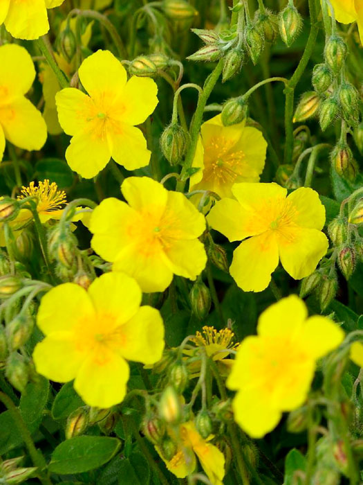helianthemum-sterntaler Das Garten-Sonnenröschen 'Sterntaler'