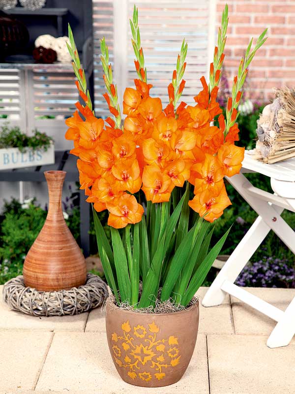 Kurzstielige Gladiole - Gladdies 'Jenny'