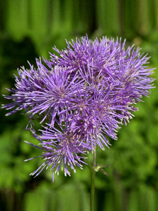 thalictrum-aquilegifolium Thalictrum aquilegifolium, Akeleiblättrige Wiesenraute