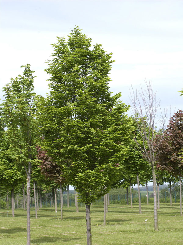 saeulen-hainbuche Carpinus betulus Fastigiata, Säulen-Hainbuche - Hochstamm - XXL-Produkt