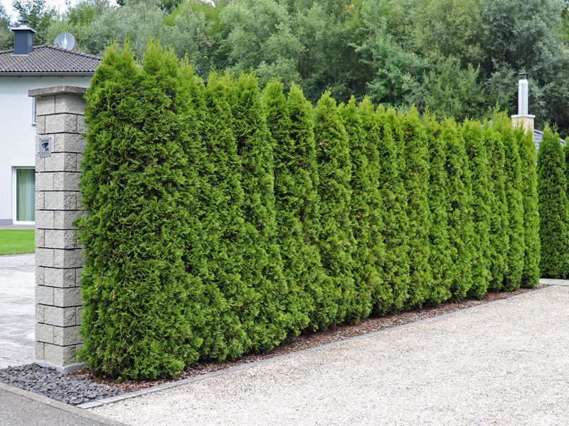 Lebensbaum-Hecke Thuja Smaragd an einer Hofeinfahrt
