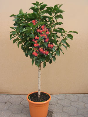 zwergsauerkirsche-griotella Sauerkirsche Griotella mit roten Früchten