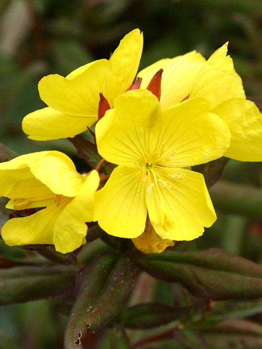 oenothera-sonnenwende Oenothera fruticosa 'Sonnenwende', Nachtkerze