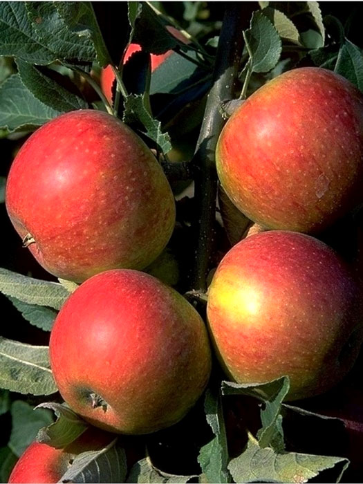 apfel-alkmene Der Apfel 'Alkmene'
