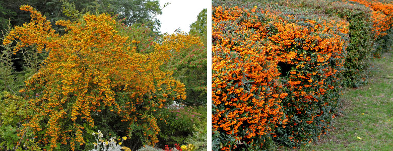 Pyracantha als Strauch und Hecke Collage mit einem Pyracantha Strauch und eine Pyracantha Hecke