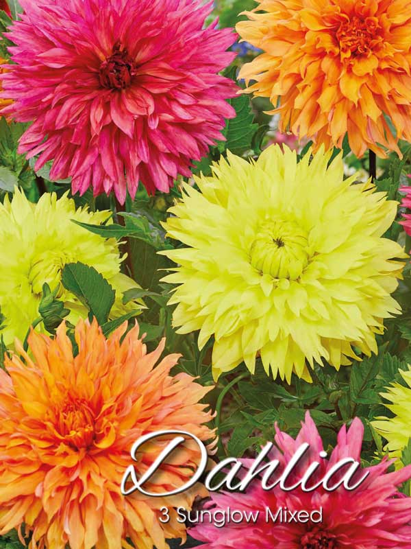 Sunglow Dahlien-Mischung