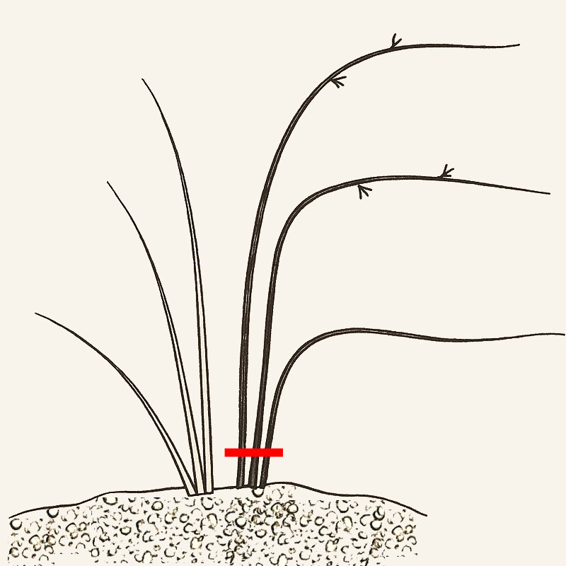 Anleitungsskizze zum Rueckschnitt von Brombeerstraeucher