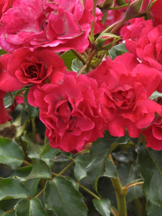 rose-rotilia Rosen-Stämmchen Rotilia ®  - Kordes