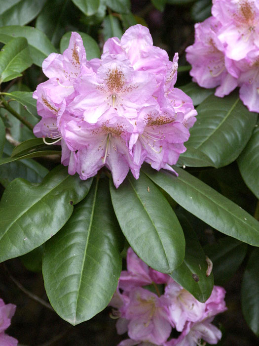 alpenrose-scintillation Rhododendron 'Scintillation'