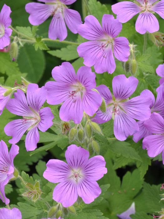 geranium-sirak Geranium gracile 'Sirak', Storchschnabel