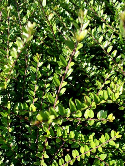 lonicera_nitida_elegant_2_4_41322_3