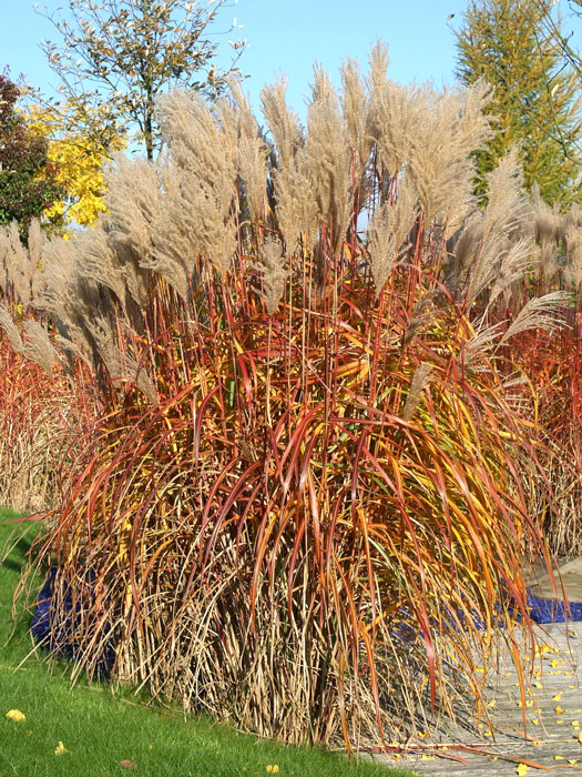 china-schilf-malepartus