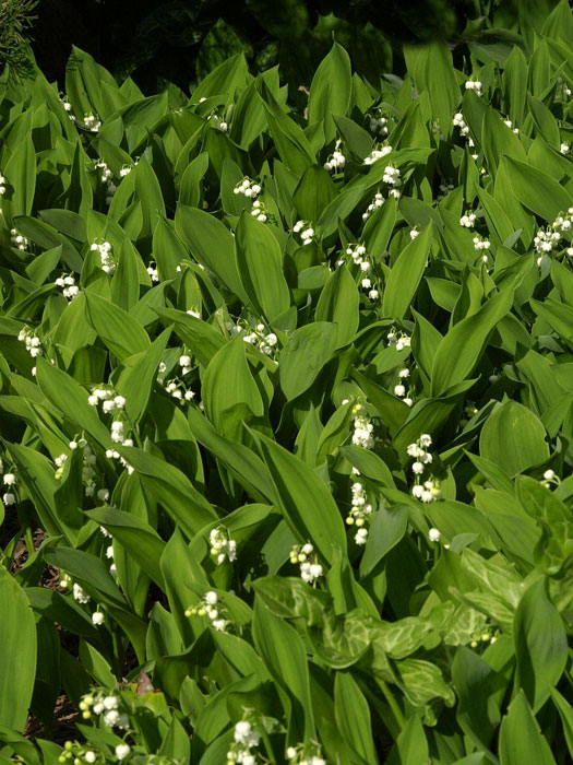 maigloeckchen Das Maiglöckchens als Bodendecker