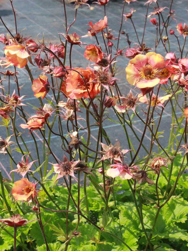 Blüten eines Nelkenwurz der Sorte 'Nonna'