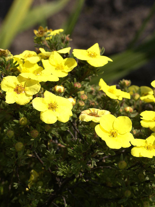 potentilla-hachmanns-gigant Fünfingerstrauch Hachmanns Gigant