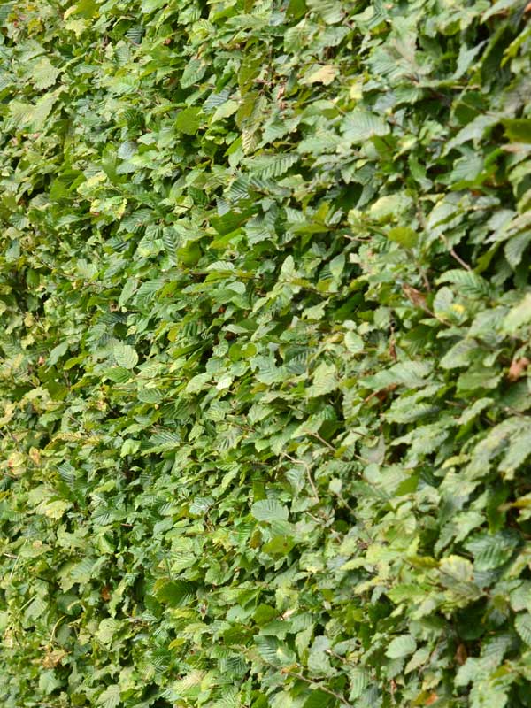 Blaetter einer Hainbuchen Hecke