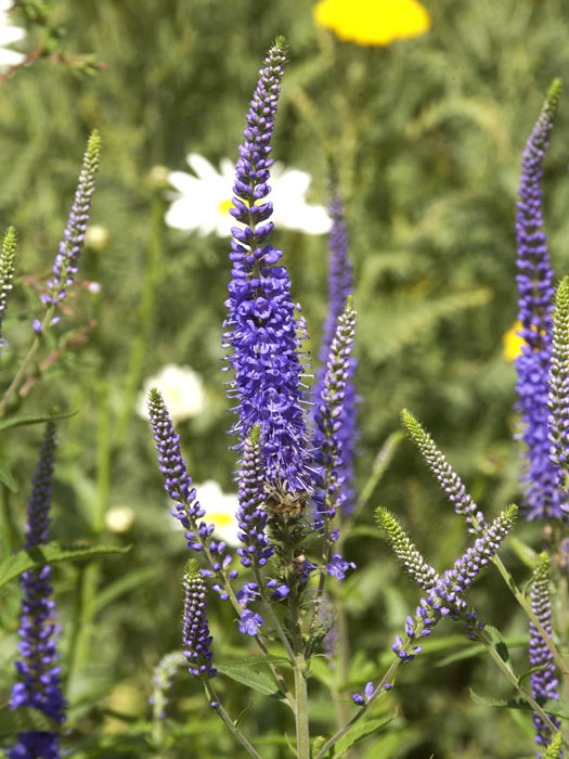 veronica-blauriesin Veronica longifolia 'Blauriesin', Garten-Ehrenpreis, Wiesen-Ehrenpreis