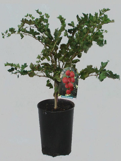 rokula-topf Stachelbeere 'Dr. Bauer's Rokula'