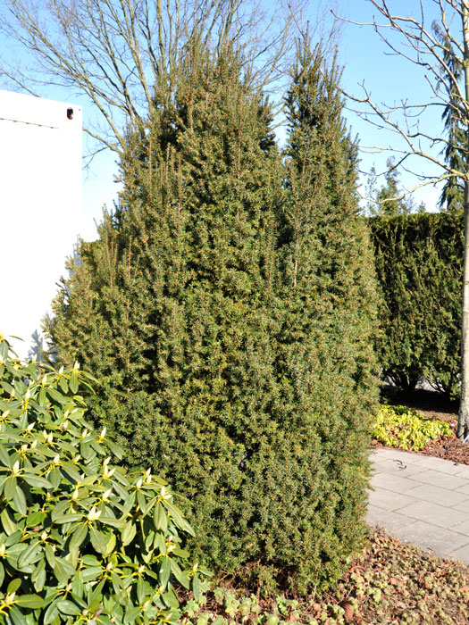 taxus-overeynderi Eibe Overeynderi Solitär