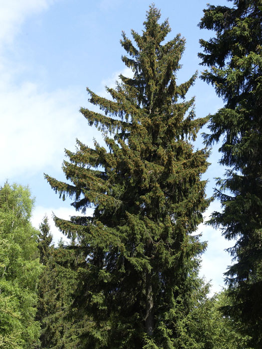 picea-abies Die heimische Rotfichte