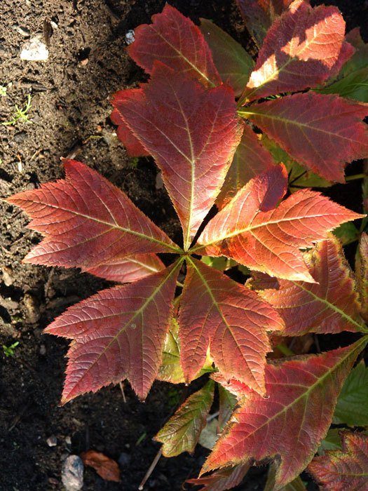 rodgersia-rotlaub Rodgersia podophylla 'Rotlaub', Rotblättriges Schaublatt