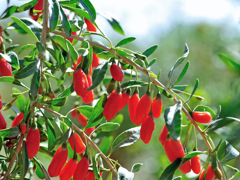 Goji Beeren am Strauch