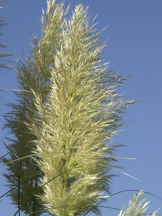 Blüte der Cortaderia selloana Nahaufnahme der Cortaderia-Blüte